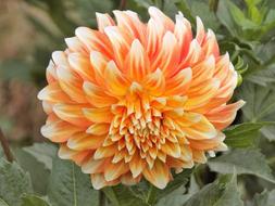 Dahlia Nature Plant