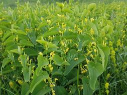Green Yellow Spring