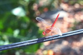 Nature Outdoors macro blur