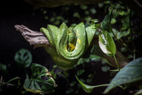 Leaf Nature Plant