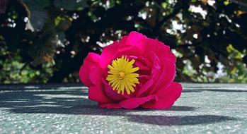 Flower Decoration Nature