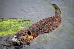 Waters Nature Animal World