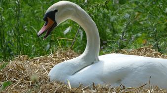Swan Breed Swan'S Nest
