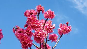 Red Plum Flowers Spring Battled