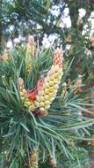Pine Cone Needles