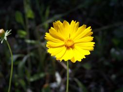 Nature Flowers Plants