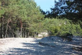 Forest Coniferous Nature