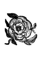 rose flower vintage nature floral