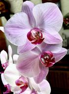 Orchid Pink Flower