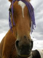 horse with flies on his nose