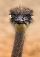 Fauna Ostrich Nature