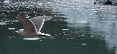 Glaucous-Winged Gull Sea
