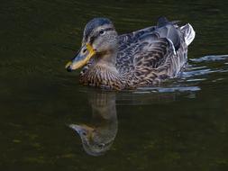 Duck Water Bird Mallard
