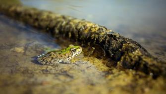 little frog in the swamp
