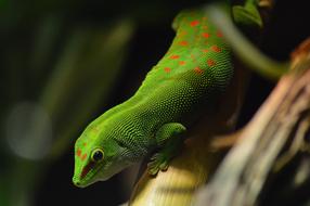 Fauna Reptile No Person