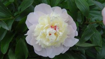 Peony Plant Nature