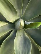 Agave Plant Agavengewachs