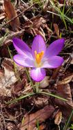Flower Crocus Spring
