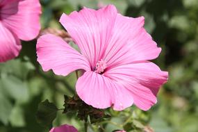Flower Petunia Pink Balcony