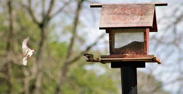 Bird Feeder Outdoors Nature