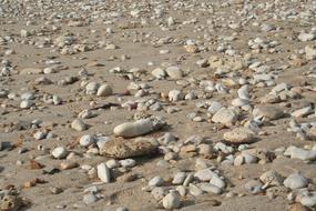 Pebbles Shells