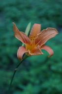 The orange flower is gorgeous