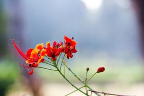 Nature Flower Flora