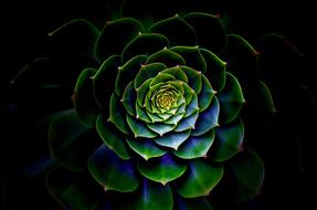 Nature Desktop Flora