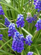 Flowers Spring nature macro