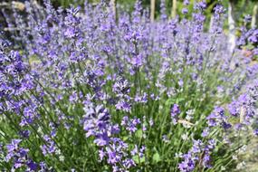 Lavender Garden Flower