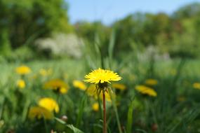 Dandelion Meadow Yellow Flower