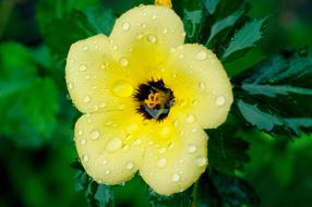 Flowers Field Nature