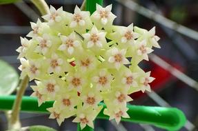Flower Hoya