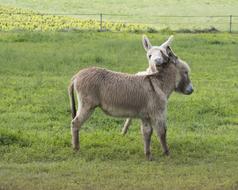 cute donkeys in the field