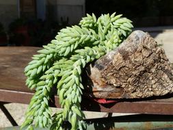 Succulent Plant Fat Plants Green