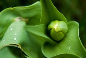 Tulip Green Nature