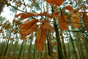 Dry Leaf Winter Tree