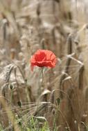 red poppy bud in a field