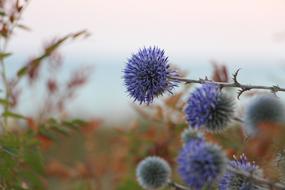 Flowers Sunset