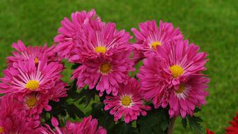 Flower Nature Plant