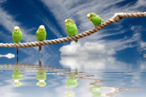 Wellensttiche Birds Nature