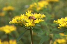 Flowers Bee Yellow