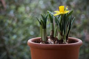 Bulb Narciso Plant