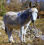 Donkey Ass Equine
