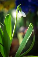 little flower in the foliage