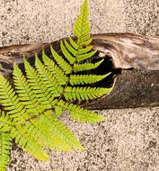 Fern Frond Hay Scented