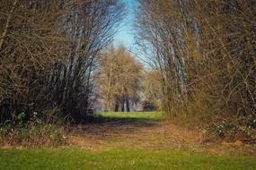 Trees Nature Landscape