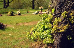 Cemetery Tree Shoots Log