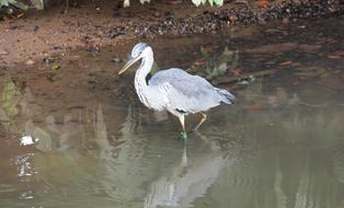 Wild Wildlife Nature
