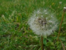 Dandelion Grass Nature